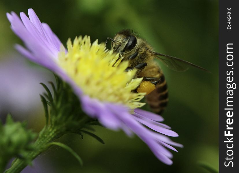 A worker bee on a flower