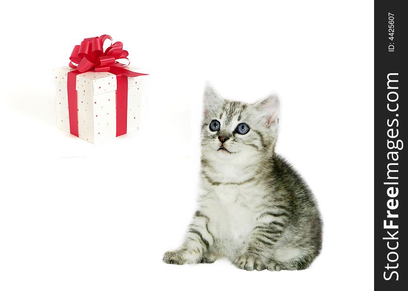 Grey kitten with present on white background. Grey kitten with present on white background