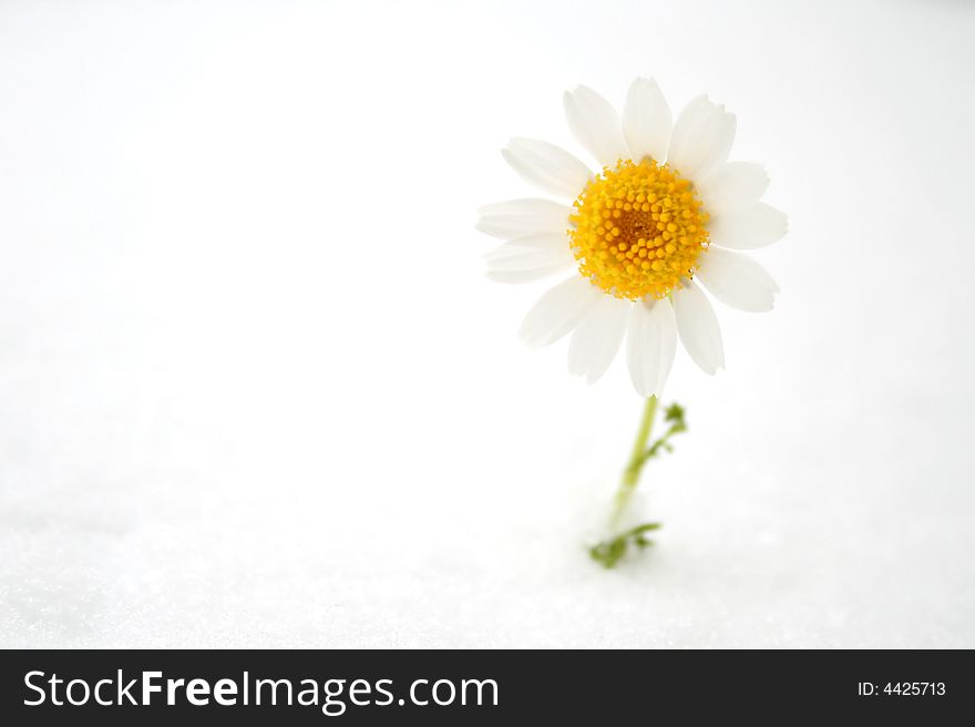 Close up daisy over snow, shallow DOF. Close up daisy over snow, shallow DOF