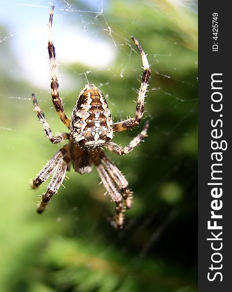 Big spider hanging on its web