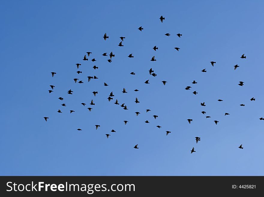Many flying pigeons on sky background