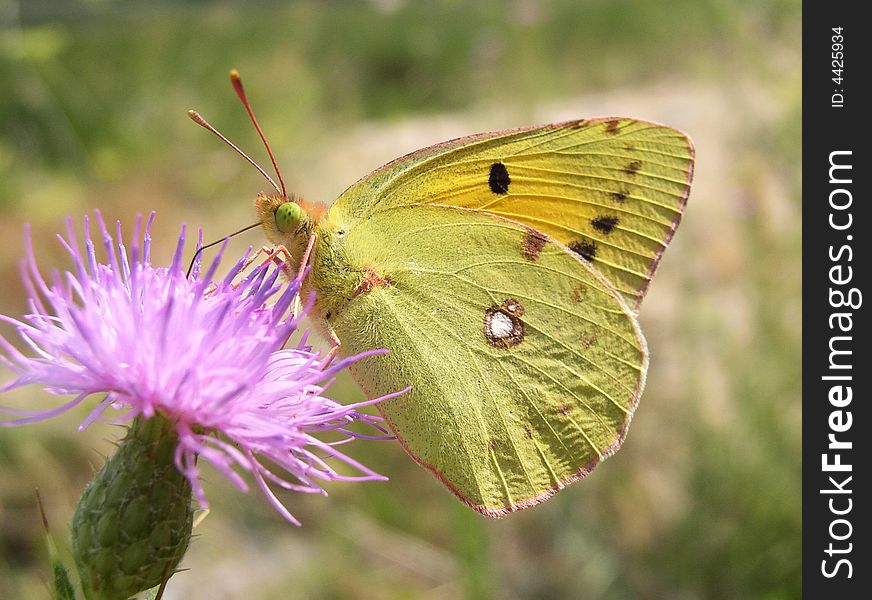 Balkan Clouded Yellow on a thorn