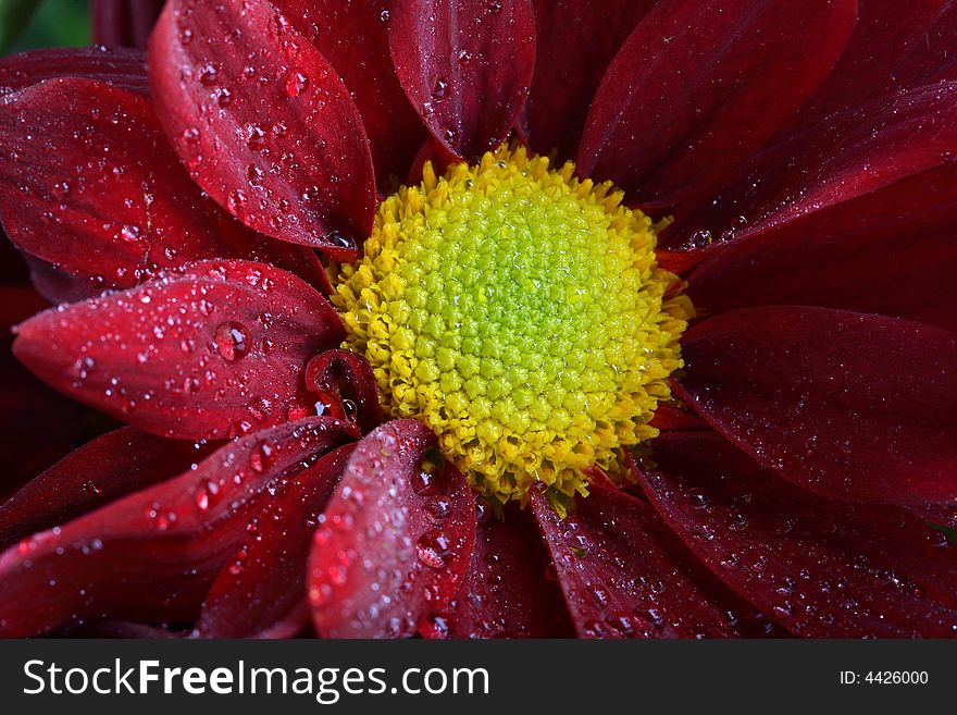 Macro Flower With Water Drops