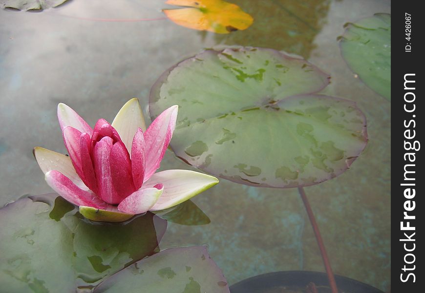 Water lily on the pond