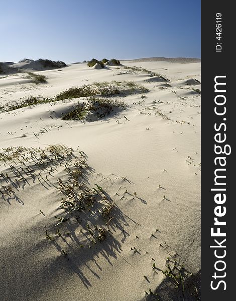 Sand dune with seagrass growing on it against a blue sky