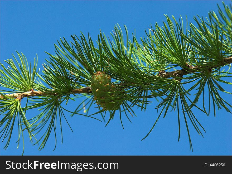 Green pine in spring plant nature tree
