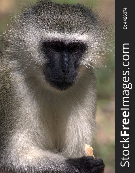 Kruger NP, South Africa, Vervet Monkey