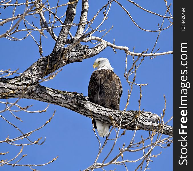 Bald eagle perched in a tree against a bright blue sky