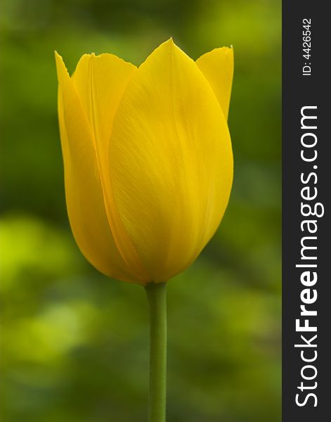 Nice yellow tulip on yellow and green background.