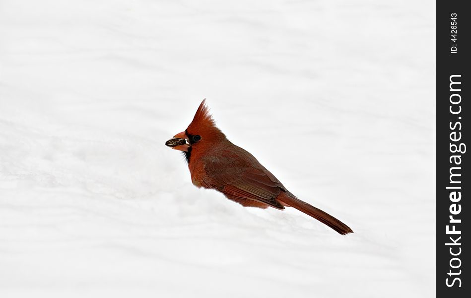 Male northern cardinal in the snow with a sunflower seed in its beak