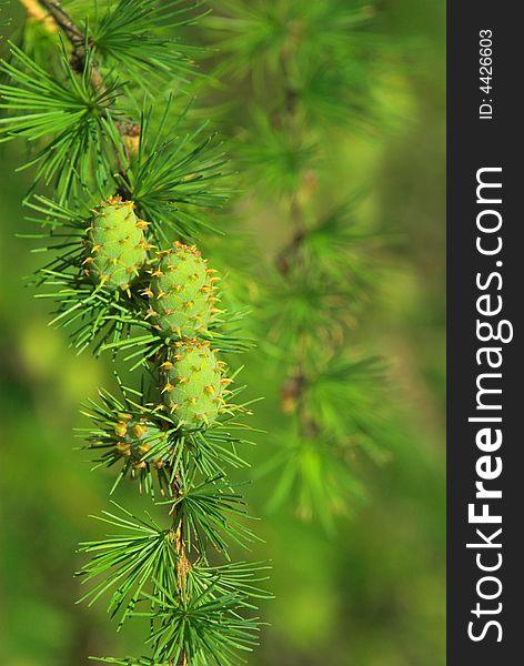 Green pine in spring plant nature tree