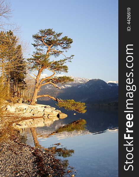 Alpine mountain lake with pine tree. Alpine mountain lake with pine tree