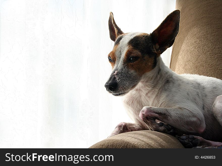 A little terrier dog relaxes in her favorite chair by the warmth of a window. There is room to the left of the subject for text. A little terrier dog relaxes in her favorite chair by the warmth of a window. There is room to the left of the subject for text.