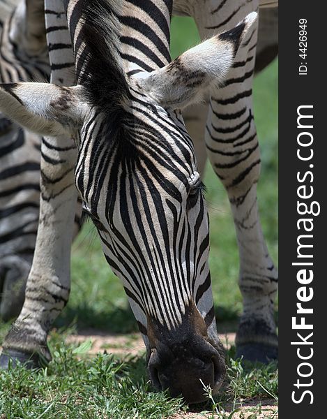 Zebra enjoying the food - South Africa