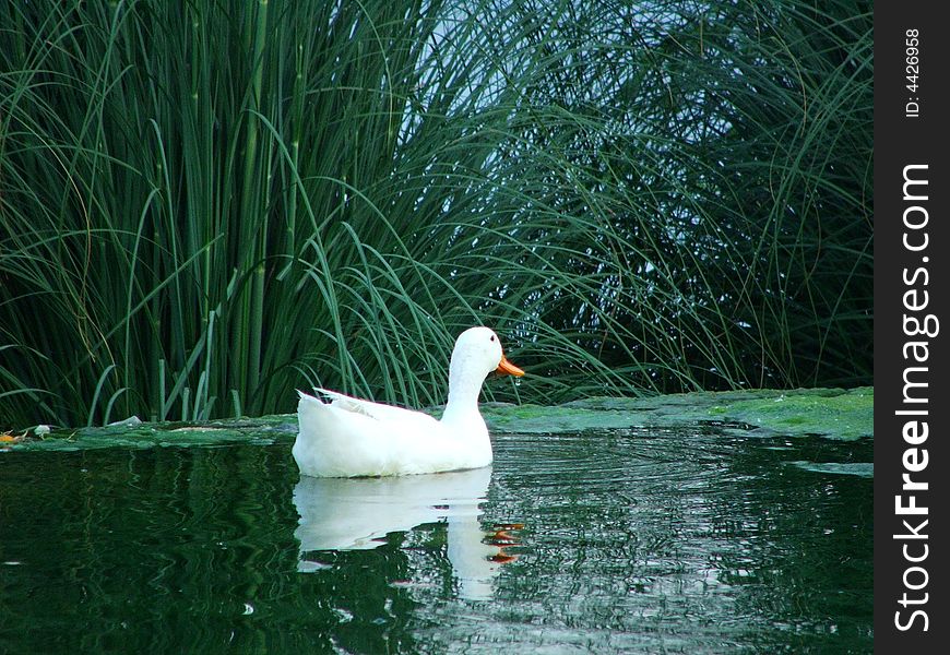 White duck on water with green background. White duck on water with green background