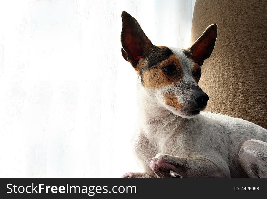 A little terrier dog relaxes in her favorite chair by the warmth of a window. There is room to the left of the subject for text. A little terrier dog relaxes in her favorite chair by the warmth of a window. There is room to the left of the subject for text.