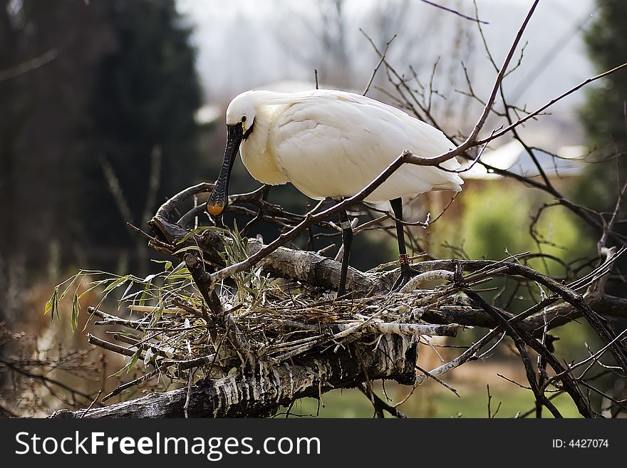 Common Spoonbill (Platalea leu