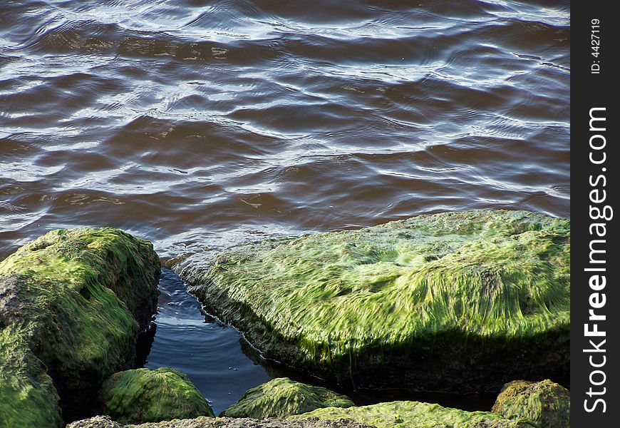 River rocks along the St. Lucie River covered in Hairy moss. River rocks along the St. Lucie River covered in Hairy moss