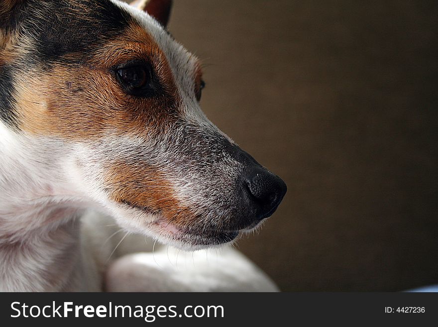 This close up of a black, white and brown terrier dog leaves room to the right of the subject for text. This close up of a black, white and brown terrier dog leaves room to the right of the subject for text.