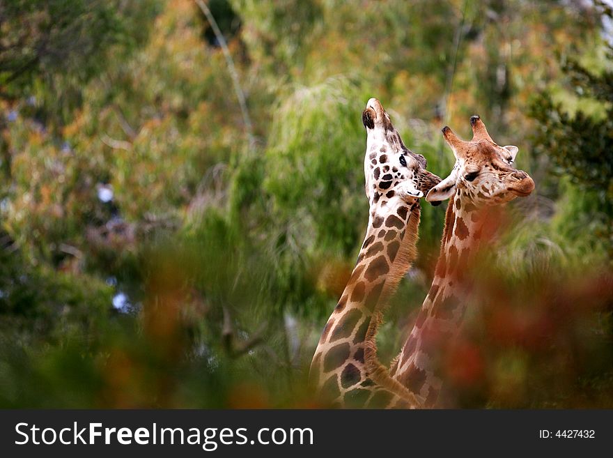A shot of African Giraffes in the wild