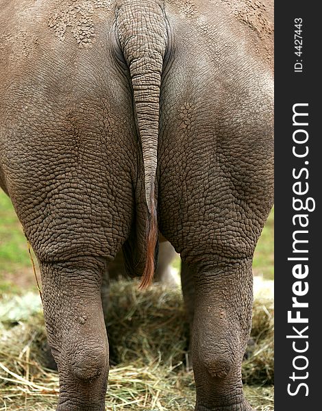 A shot of an African White Rhino