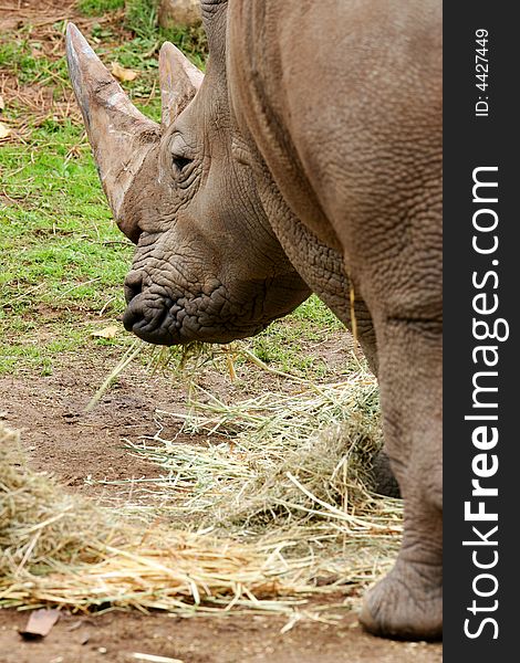 A shot of an African White Rhino