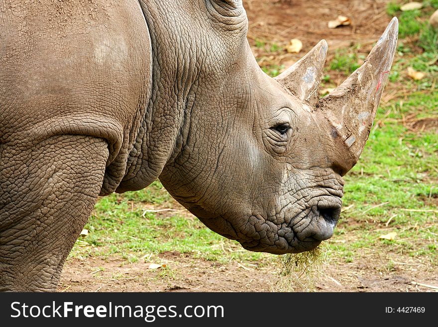 A shot of an African White Rhino
