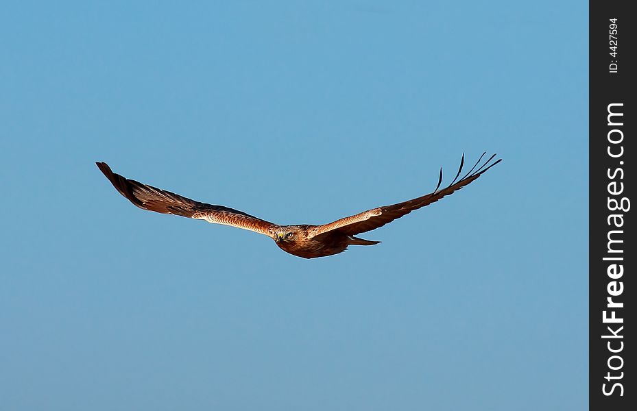 The Buteo rufinus on the blue sky. The Buteo rufinus on the blue sky