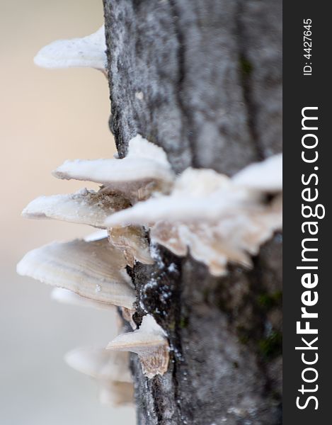 Mushrooms growing on a tree in quebec canada. Mushrooms growing on a tree in quebec canada