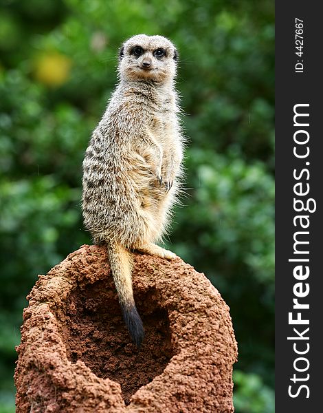 A shot of an African Meerkat on the lookout. A shot of an African Meerkat on the lookout