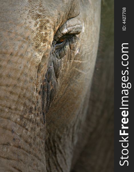 An up close shot of an Asian Elephant. An up close shot of an Asian Elephant
