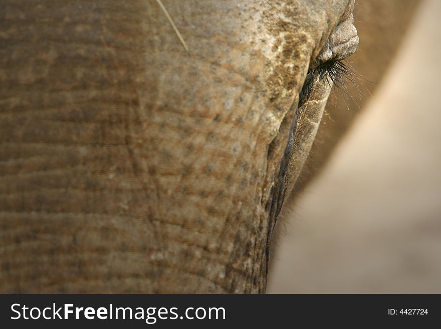 An up close shot of an Asian Elephant. An up close shot of an Asian Elephant