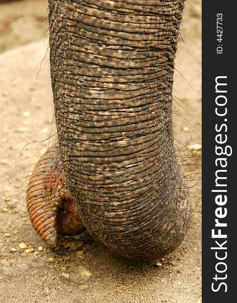 An up close shot of an Asian Elephant. An up close shot of an Asian Elephant