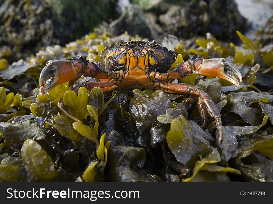 Colorful crab with raised claws on seaweed