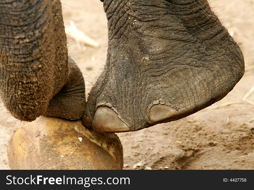 An up close shot of an Asian Elephant. An up close shot of an Asian Elephant