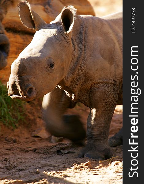 A shot of an African White Rhino