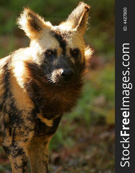 African Hunting Dog