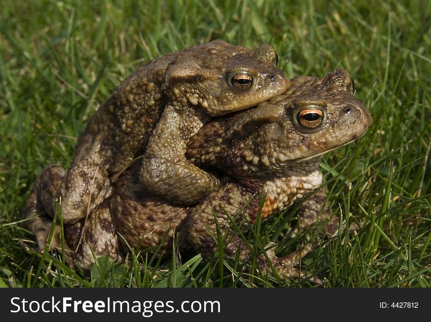 Two mating toads mating in grass field