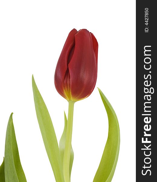 Single red tulip isolated on white background