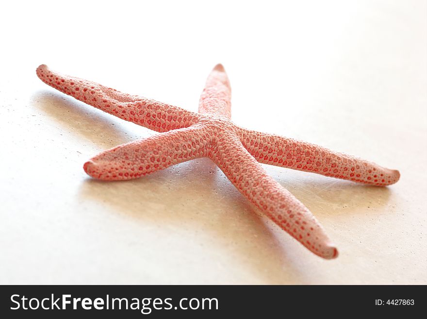 Star Fish