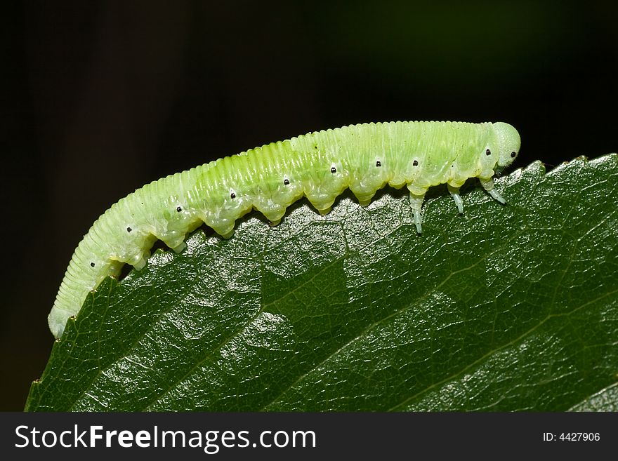 Green caterpillar on green leaf