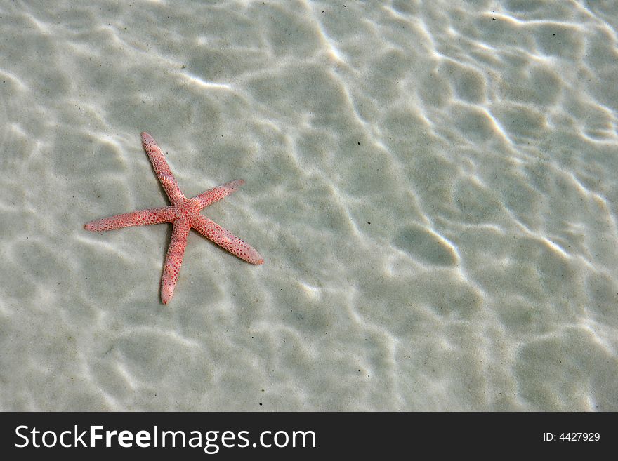 A close up shot of star fish at the beach