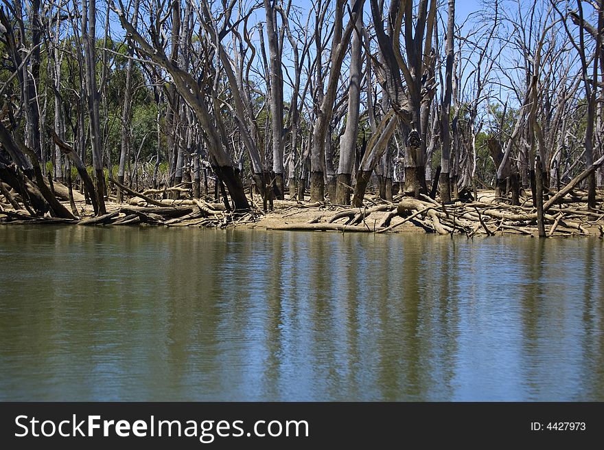 Low water in river with dying trees