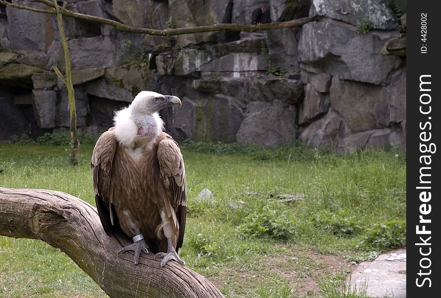 An angry looking vulture is staring off-camera. An angry looking vulture is staring off-camera.