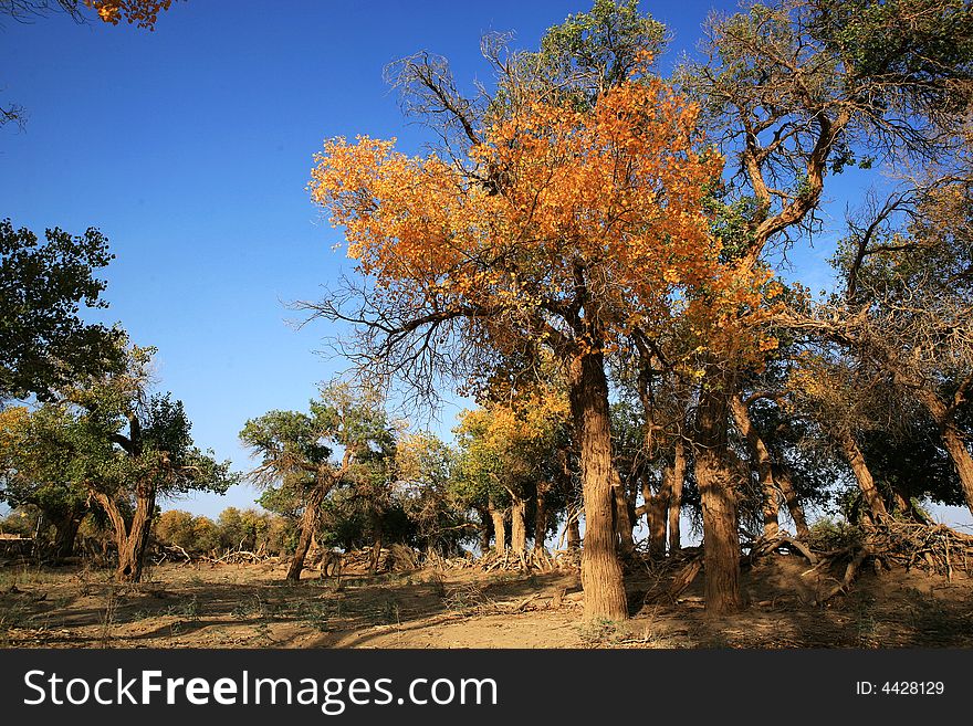 The large stretches of dying poplar forests with golden leaves under the blue sky in autumn in Ejinaqi, inner-Mongolia China. The leaves' color was getting yellow. The large stretches of dying poplar forests with golden leaves under the blue sky in autumn in Ejinaqi, inner-Mongolia China. The leaves' color was getting yellow.