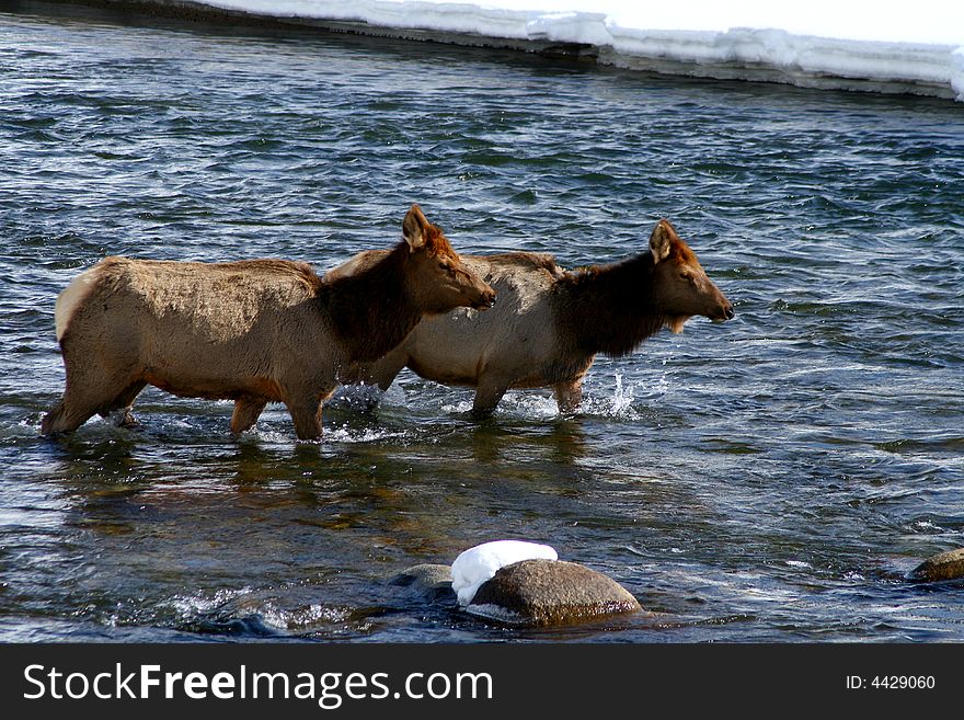 Cow elk crossing Salmon River in winter, february in Idaho. Cow elk crossing Salmon River in winter, february in Idaho