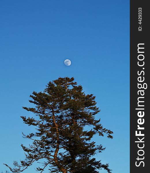 A tree with a moon on top. A tree with a moon on top.