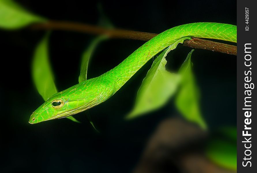Green snake in the gardens