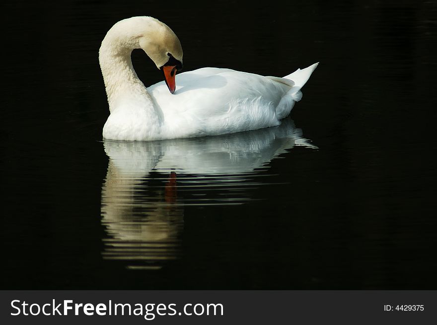 A swan swimming with it's reflection. A swan swimming with it's reflection.