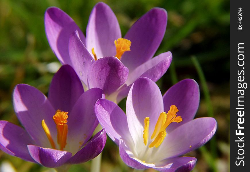 Close-up of three violet crocuses. Close-up of three violet crocuses